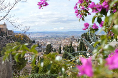 Pink flowering plants by buildings against sky