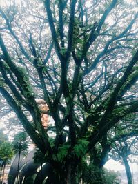 Low angle view of tree against sky