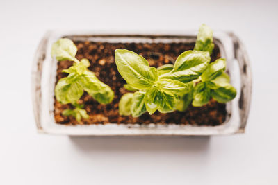 Close-up of green plant against white background