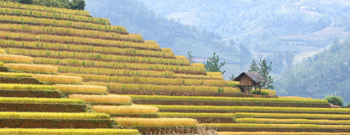 Scenic view of agricultural field