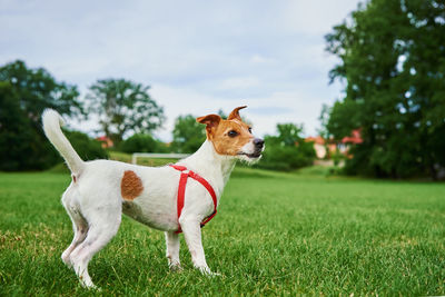 Dog walking on green grass