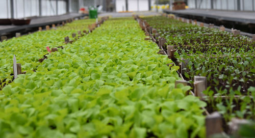 Plants growing in greenhouse