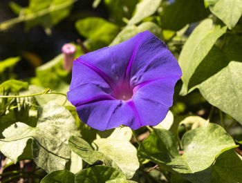 Close-up of purple flowering plant