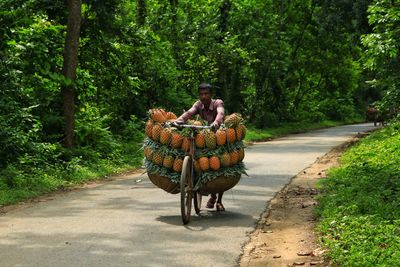 Transporting pineapple by bicycle to the local market through the road in the middle of the forest