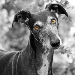 Close-up portrait of dog