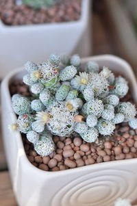 High angle view of potted plant on table