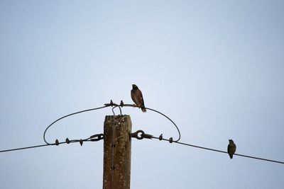 Low angle view of bird perching on cable against sky