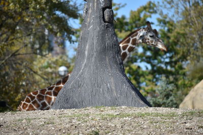 Close-up of squirrel on tree trunk