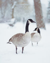 Ducks on snow covered land