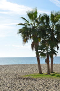 Palm trees on beach against sky