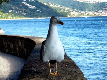 Close-up of bird perching by sea