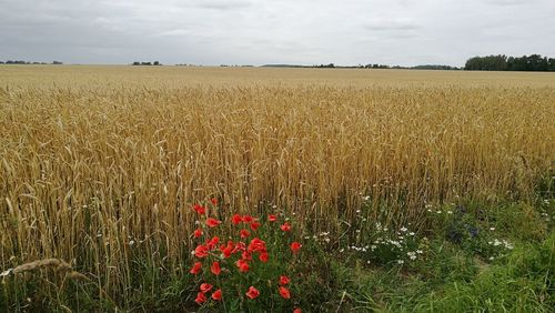 Scenic view of field against sky