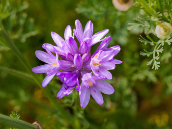 Close-up of purple flowering plant