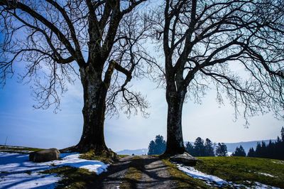 Bare trees on snow covered land against sky