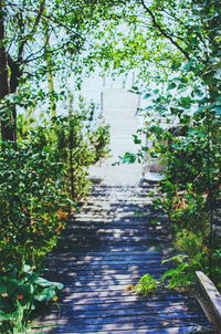 Footpath along plants