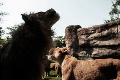 Horse against sky