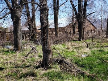 Trees in forest