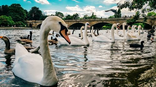 Swan swimming on lake against sky