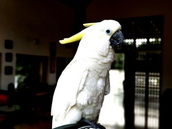 Close-up of parrot perching