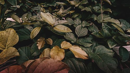 Full frame shot of dry leaves