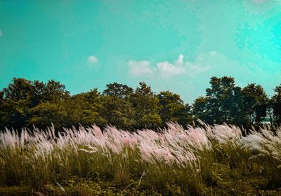 Trees on field against sky