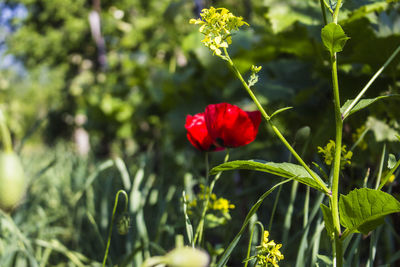 Close-up of red poppy blooming outdoors
