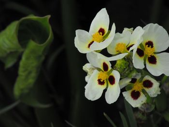 Close-up of yellow flowers blooming outdoors