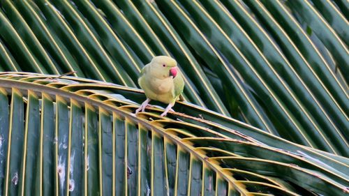 Low angle view of bird perching on the palm leaf
