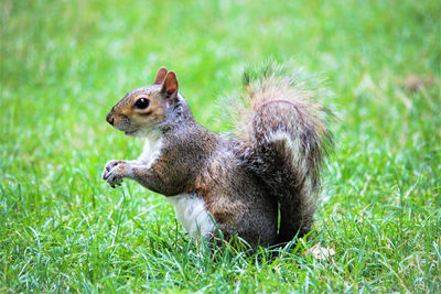Close-up of squirrel on grass