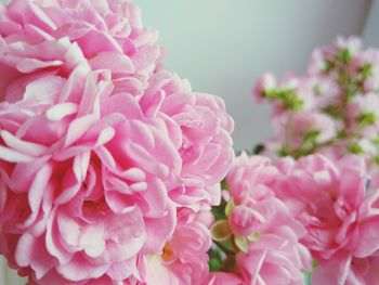 Close-up of pink rose flower