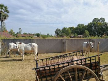 Horses standing in ranch against sky