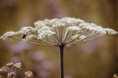 Close-up of white flowering plant