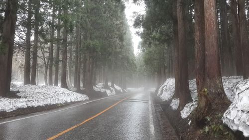 Road amidst trees