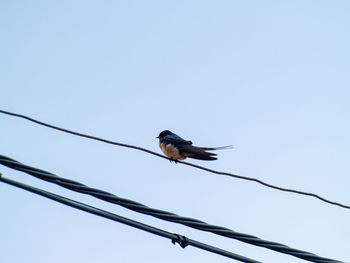 Low angle view of bird perching on cable against clear sky