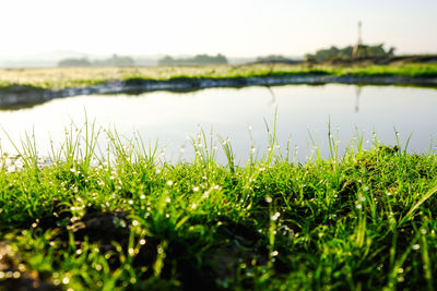 Surface level of grass on field against sky