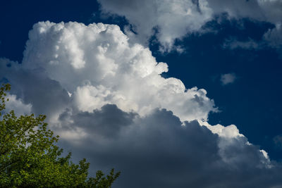 Low angle view of trees against blue sky