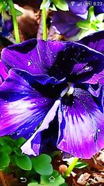 Close-up of purple flowers