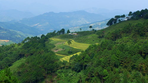 Scenic view of agricultural field against mountains