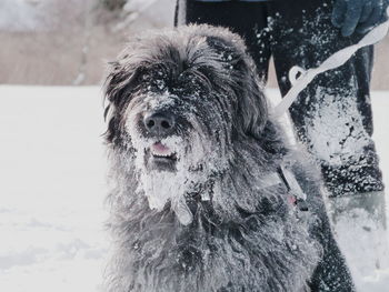 Close-up of dog during winter