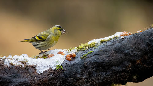 Bird perching on rock