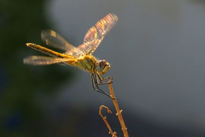 Close-up of dragonfly landing on a branch