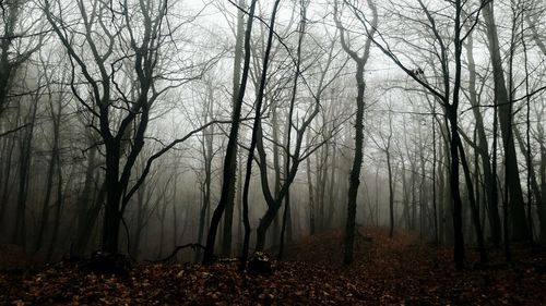 Bare trees in forest during autumn