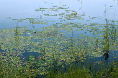 Reflection of trees in pond