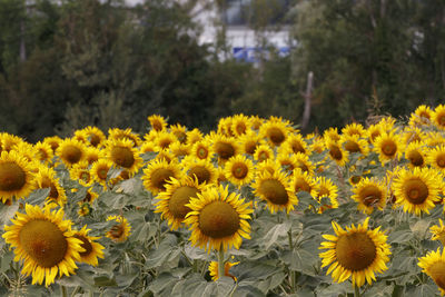 Close-up of sunflowers in field