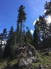 Low angle view of trees in forest against blue sky