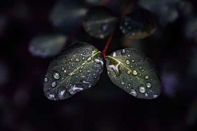 Close-up of raindrops on leaves