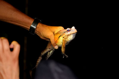 A smoky jungle frog on the rio negro, amazon, brazil.