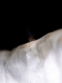 Close-up of butterfly over white background