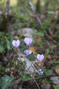 Close-up of pink flowering plant