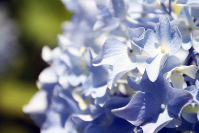 Close-up of purple flower